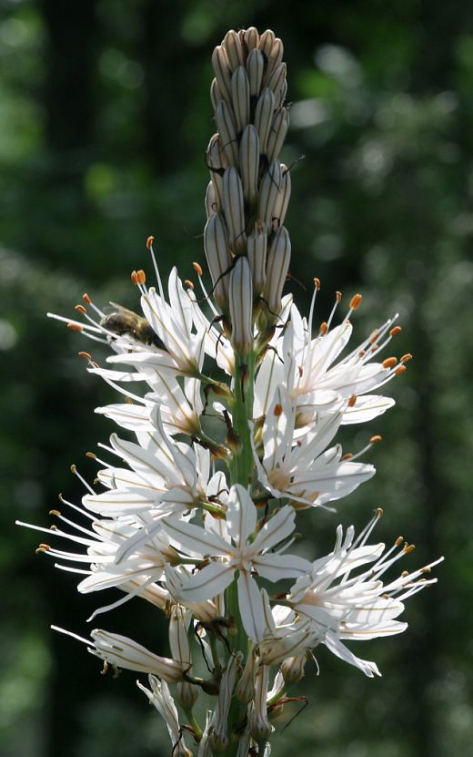 Fleurs d'Asphodèles