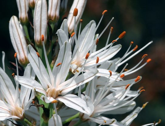 Fleurs d'Asphodèle