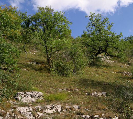 coteau calcaire dans la vallée de l'ouysse à cougnaguet