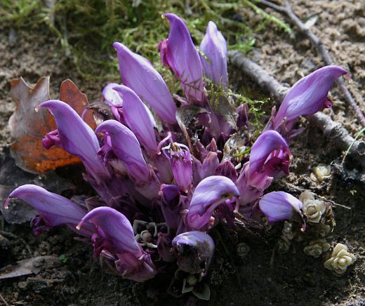 touffe de lathraea clandestina - la clandestine touffe de lathraea clandestina - la clandestine