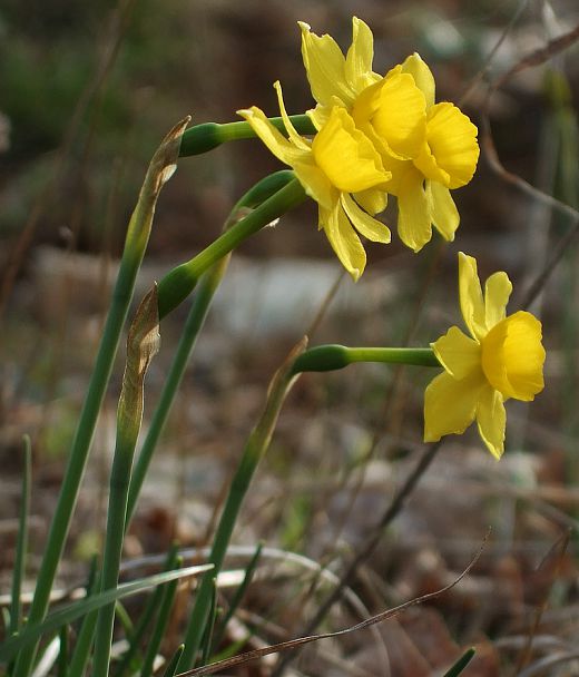 petite jonquille - narcissus assoanus