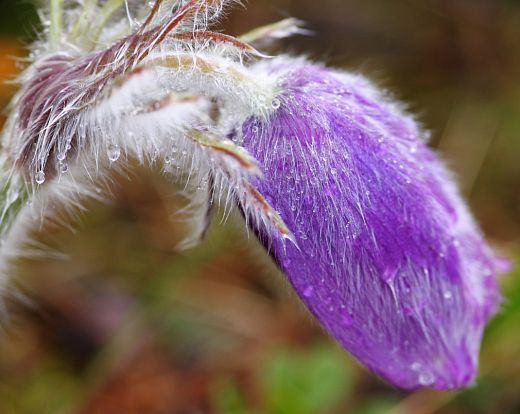 Bouton de pulsatille sous la pluie