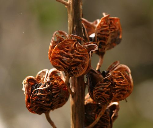 fruits d'asphodèles blanc