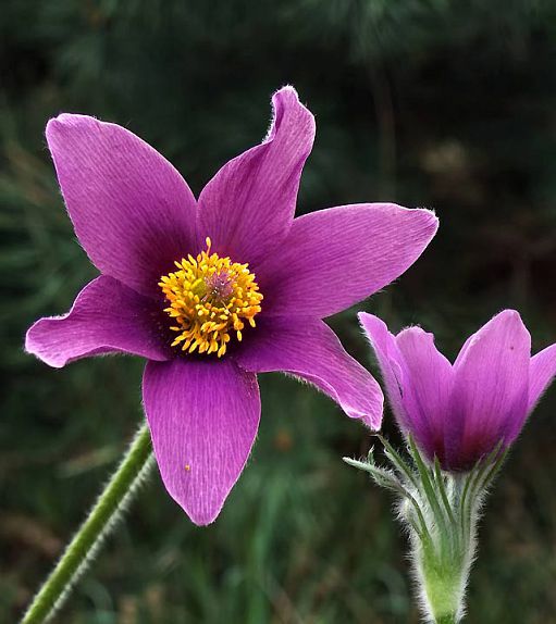 Fleurs de pulsatilles Fleurs de pulsatilles