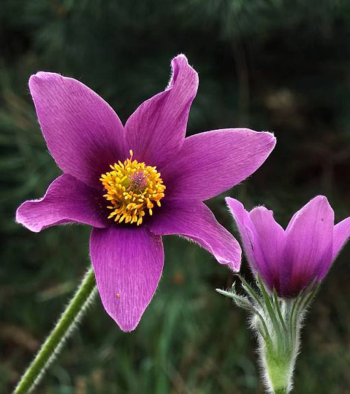 Fleurs de pulsatilles