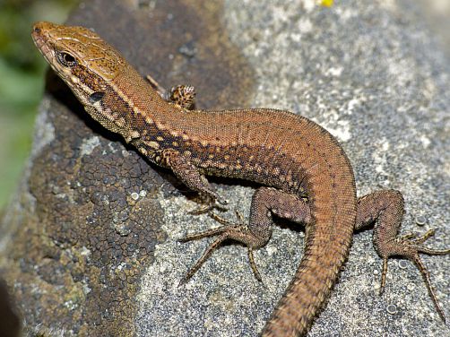 lézard des murailles sur un mur