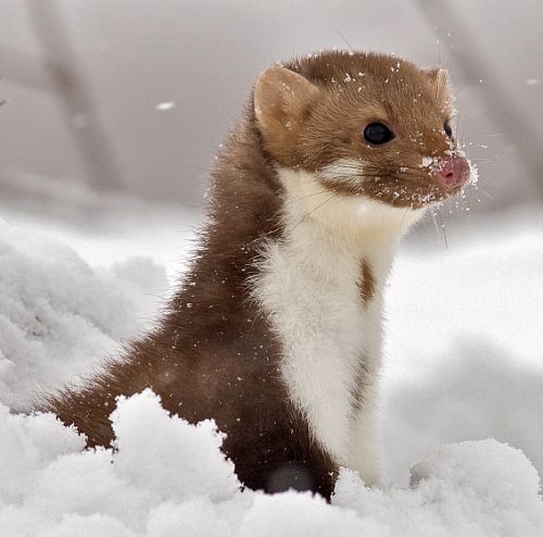 Fouine dans la neige