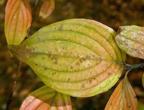 Feuille de Cornus mas - Cornouiller mâle