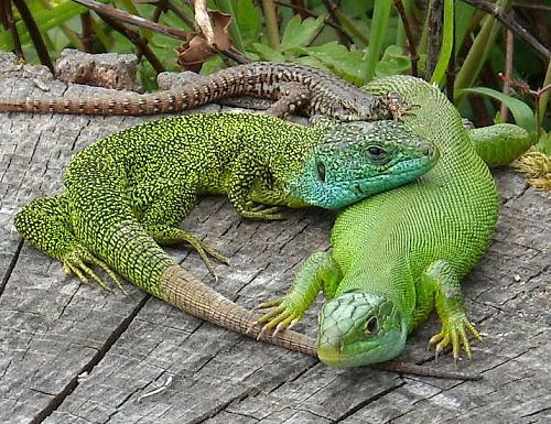 deux lézards verts - Lacerta bilineata