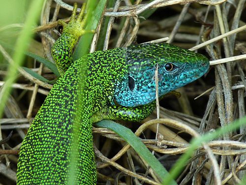 lézard vert - lacerta bilineata - mâle en période de reproduction lézard vert - lacerta bilineata - mâle en période de reproduction