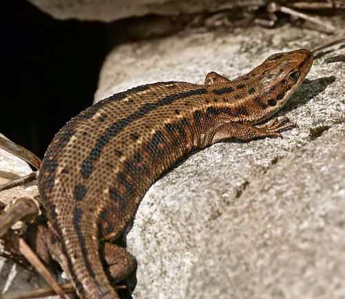 lézard vivipare - Lacerta vivipara - femelle gestante