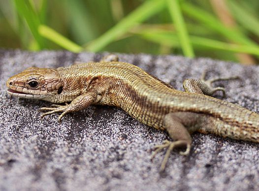 lézard vivipare - lacerta vivipara