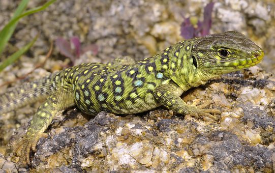 Lézard ocelé - Lacerta lepida