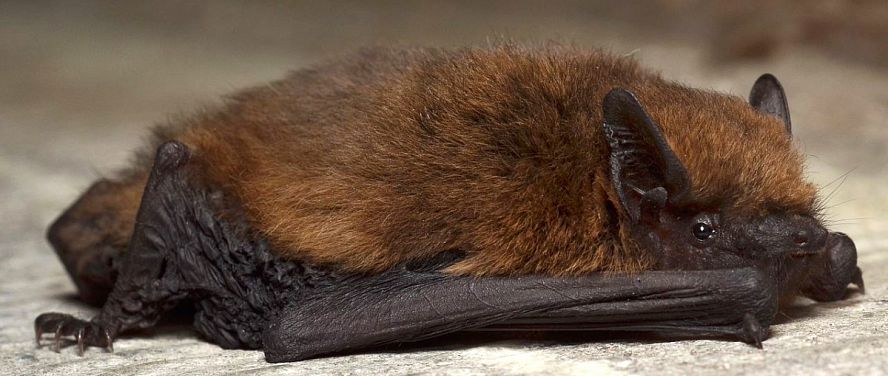 Pipistrelle