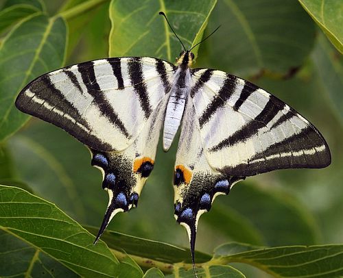 Papillon flambé