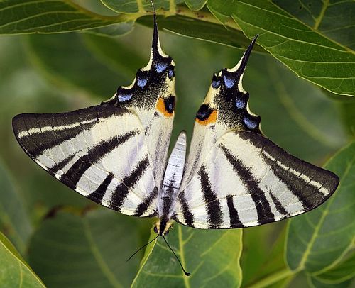 Papillon flambé à l'envers