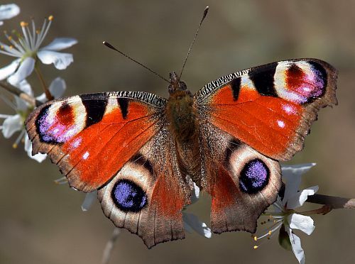 papillon paon de jour