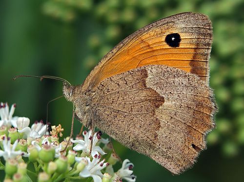 papillon satyre sur un chardon