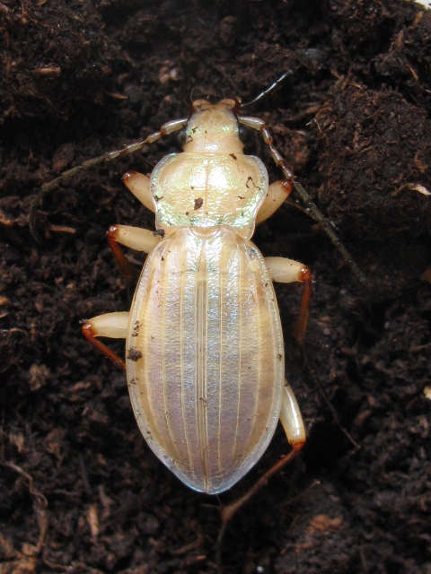 Chromatogénèse d'un carabe Chromatogénèse d'un carabe