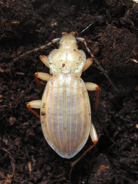 Chromatogénèse d'un carabe