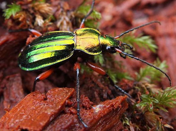 Carabus auronitens adulte