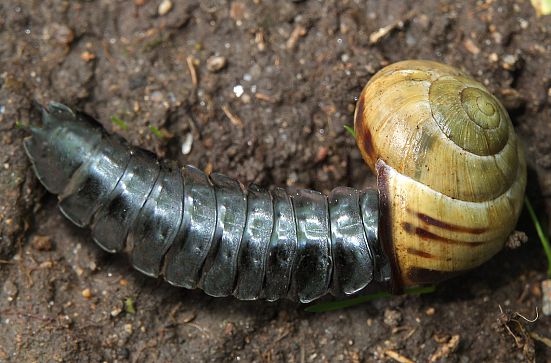 Une larve de Carabe des bois (Carabus nemoralis)