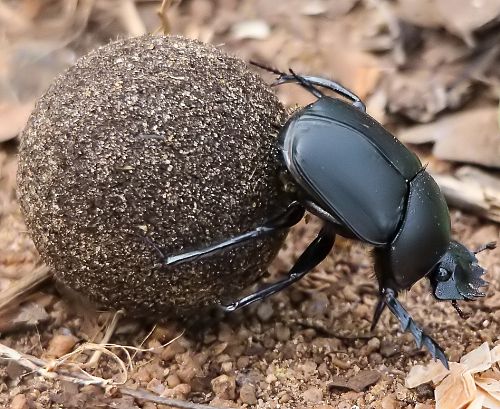 Scarabée sacré qui roule sa boule au Sri-Lanka