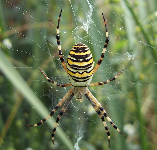 Argiope bruennichi femelle sur sa toile, vue dorsale