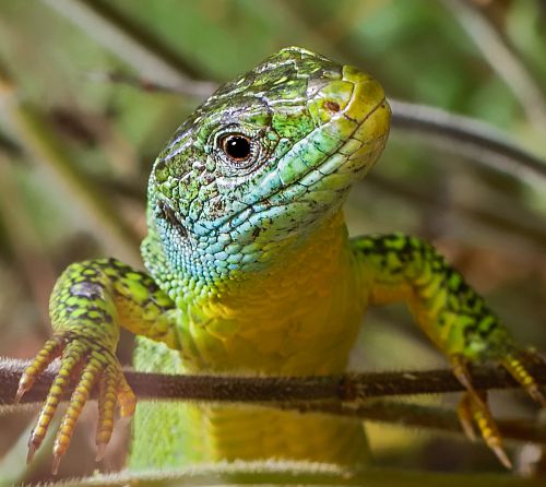 Tête de lézard vert en gros plan - Lacerta bilineata