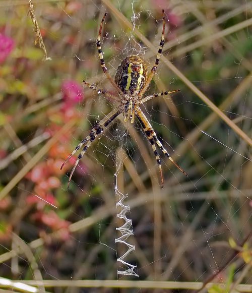 Argiope frelon, face ventrale sur son stabilimentum