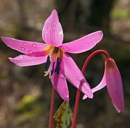 Fleurs de Dens-canis