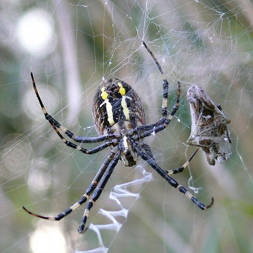 araignée argiope emmaillote sa proie