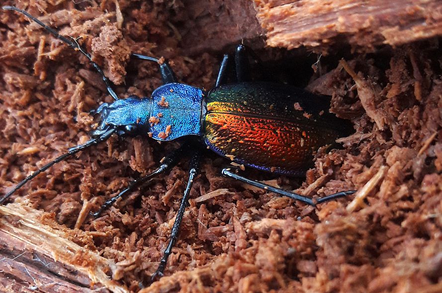 Chrysocarabus hispanus surpris dans sa loge hivernale