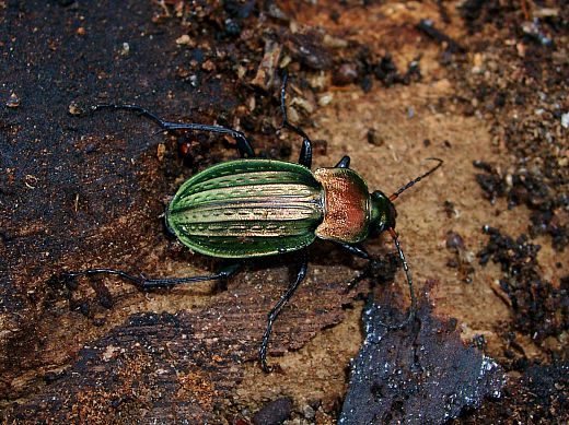 Carabus cancellatus