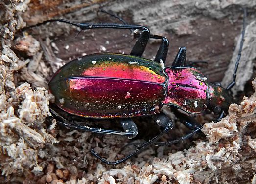 Chrysocarabus splendens sous une écorce en plein hiver