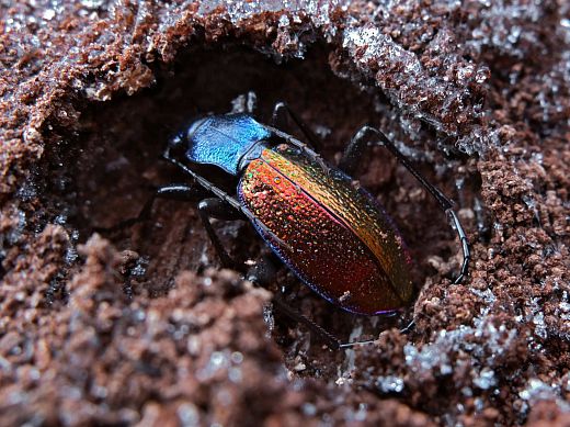 Carabus hispanus