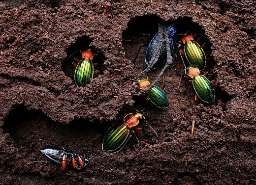 carabus auronitens et carabus intricatus dans leurs loges sous une écorce de bois en décomposition