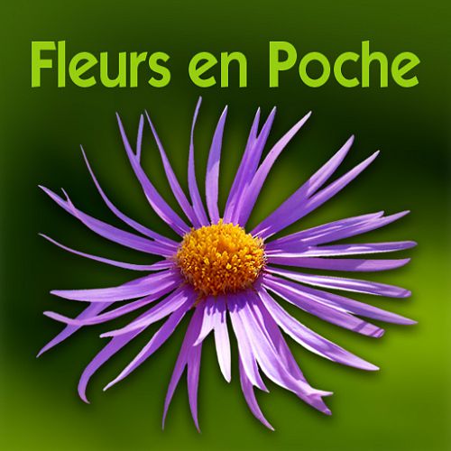 Icône fleurs en poche