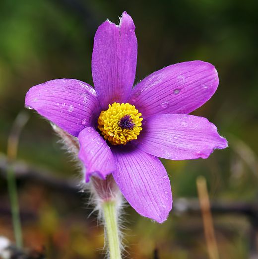 Fleur de pulsatille de Coste