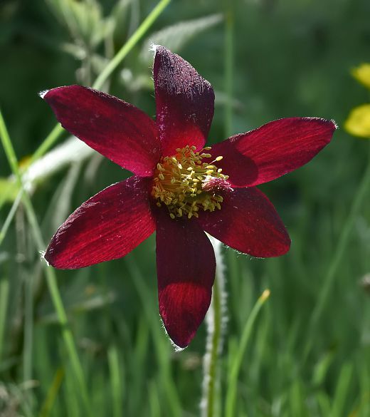 Pulsatilla rubra - pulsatille rouge Pulsatilla rubra - pulsatille rouge