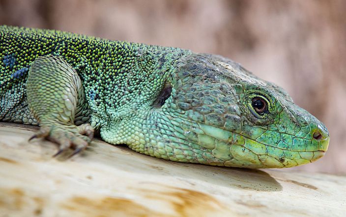 Gros plan de lézard ocelé - Lacerta lepida