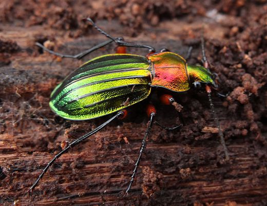 Carabus auronitens