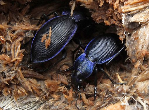 deux carabus problematicus