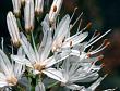 floraison d'asphod�le en gros plan