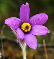 fleur d'an�mone pulsatille