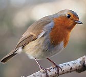 Erithacus rubecula