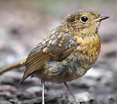 Erithacus rubecula