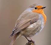 Erithacus rubecula