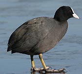 Fulica atra