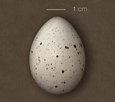 Fulica atra